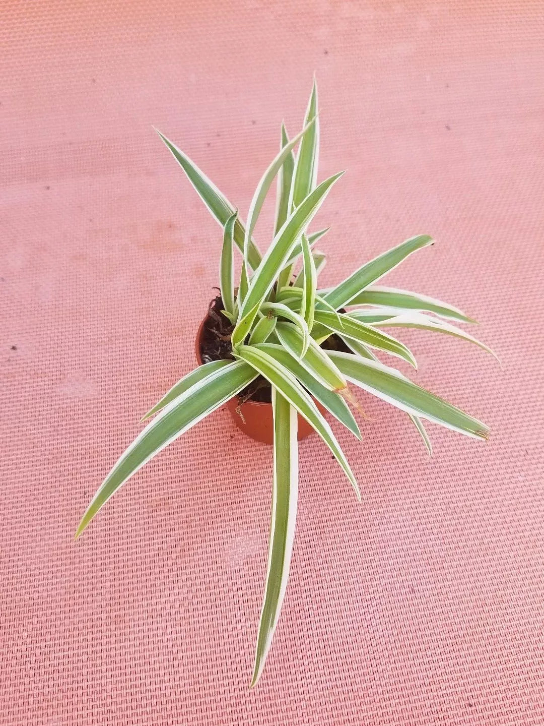 Live Spider Plant in 2" Pot - Easy Care Air Purifying Houseplant (Chlorophytum comosum)