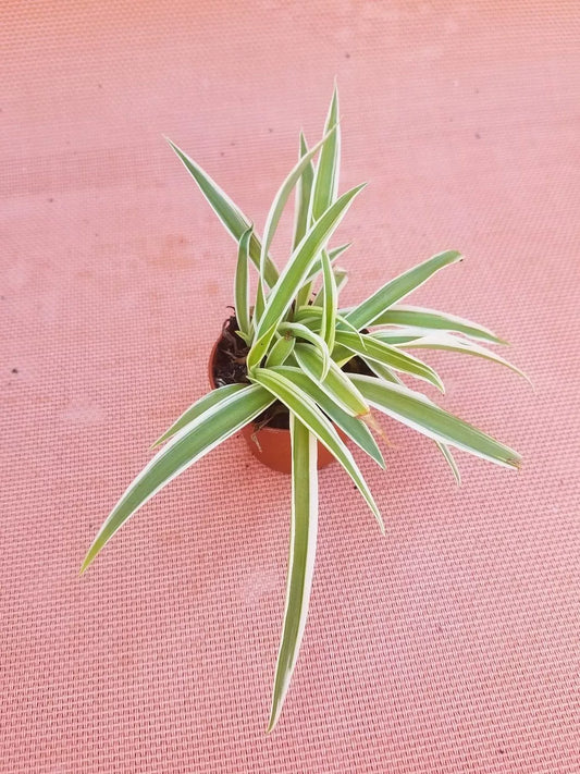 Live Spider Plant in 2" Pot - Easy Care Air Purifying Houseplant (Chlorophytum comosum)