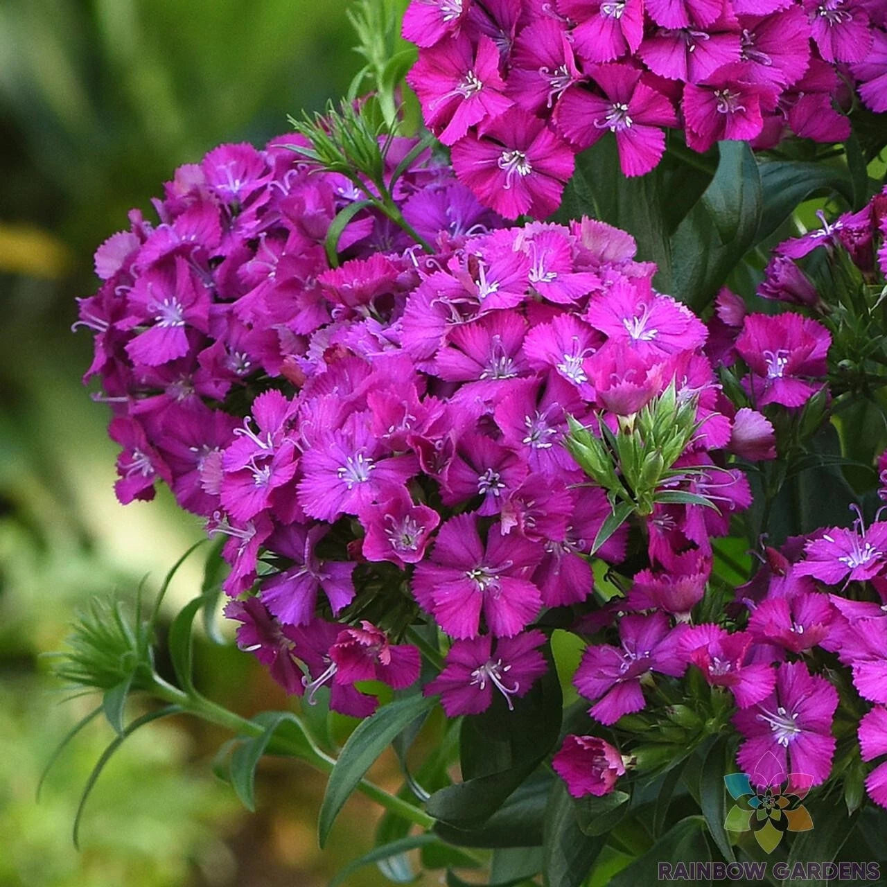 200+ Joly Purple Carnation Seeds for Garden Planting - Dianthus caryophyllus - USA Grown, Non-GMO, Free Shipping