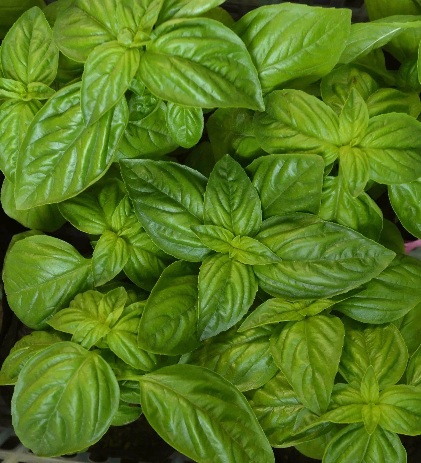 Genovese Basil Herb Seeds, Heirloom NON-GMO, Various Sizes, Ocimum basilicum, Free Shipping
