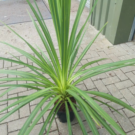 Blue Dracaena Seeds - Tropical Beauty Variety - Cordyline indivisa - 10 Seeds for Planting, Indoor or Outdoor Use