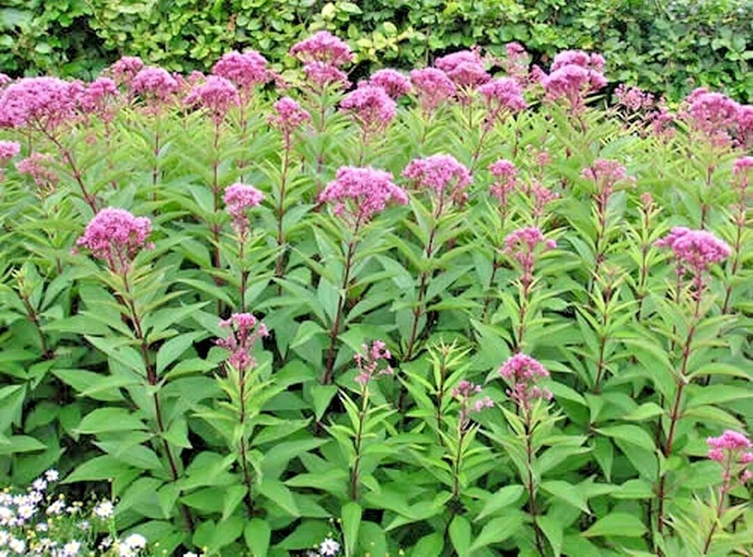 Joe Pye Weed Seeds - 201+ Pack - Native Wildflower - Vanilla Summer Flower - Heat & Cold Tolerant (Eutrochium purpureum)
