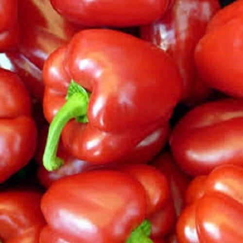 Big Red Sweet Bell Pepper Seeds - Organic, Premium Variety - Capsicum annuum