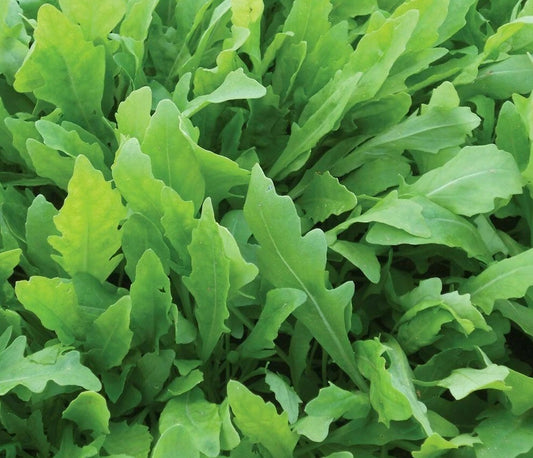 Arugula Seeds 1000+ Rocket Greens Vegetable Garden Salad Eruca sativa