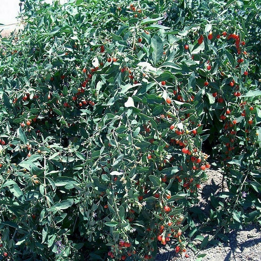 Goji Berry Cuttings - Fresh 20 Pack - Lycium barbarum - Will Flower & Fruit Soon