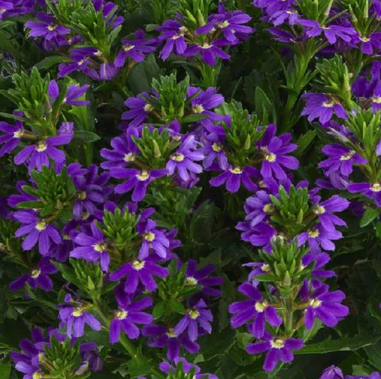 Scaevola Touch Indigo Live Plugs, 4 Baby Plants, Semi-Trailing, Scaevola aemula, Purple-Blue Blooms, Heat Tolerant