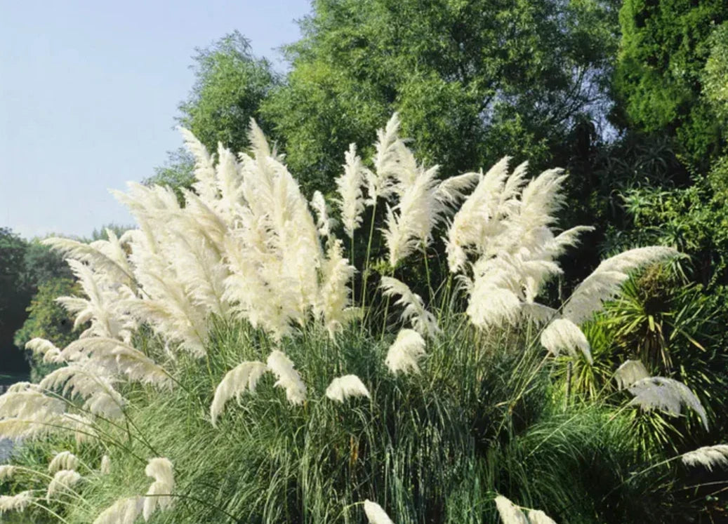 3 White Pampas Grass Plants - Fully Rooted Live Shrubs in Pot - Cortaderia selloana