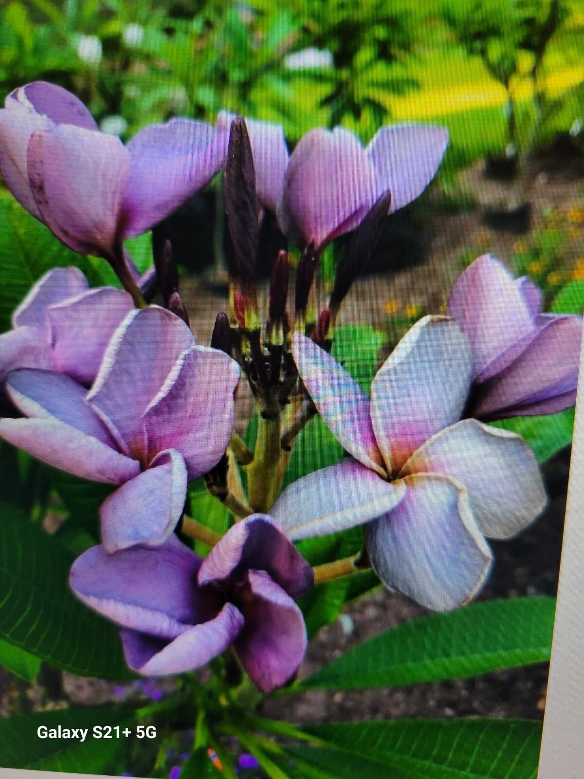 Purple Plumeria Plant in 3-Inch Pot - Live Rooted Plant from Seeds - Frangipani (Plumeria spp.)