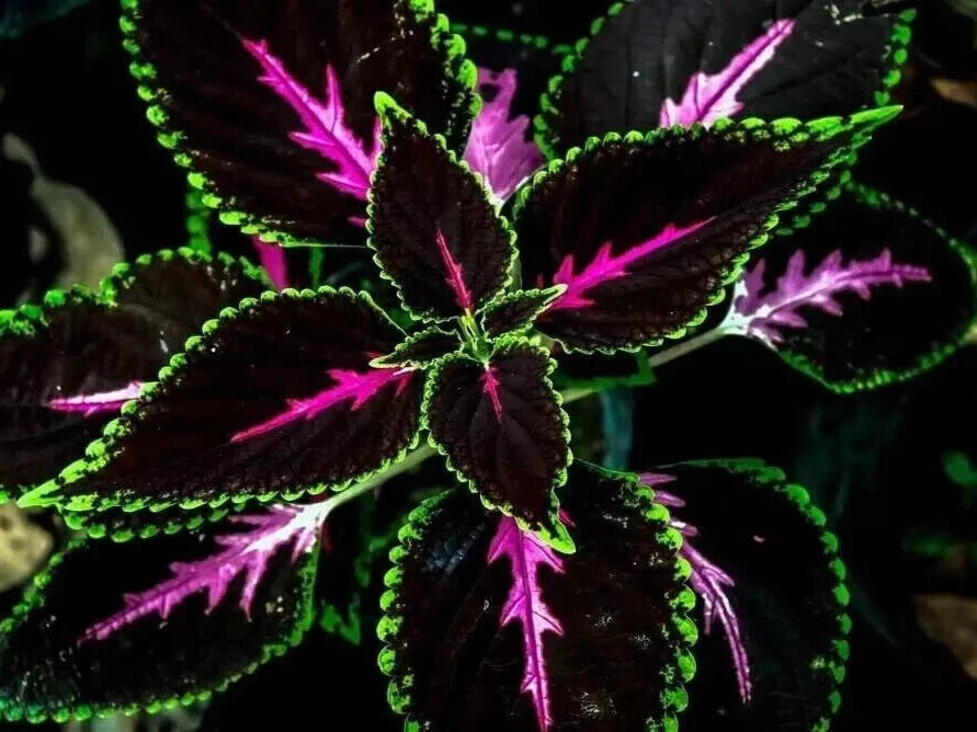 Coleus Seeds 25+ Pack Black Purple Variegated Foliage (Solenostemon scutellarioides)