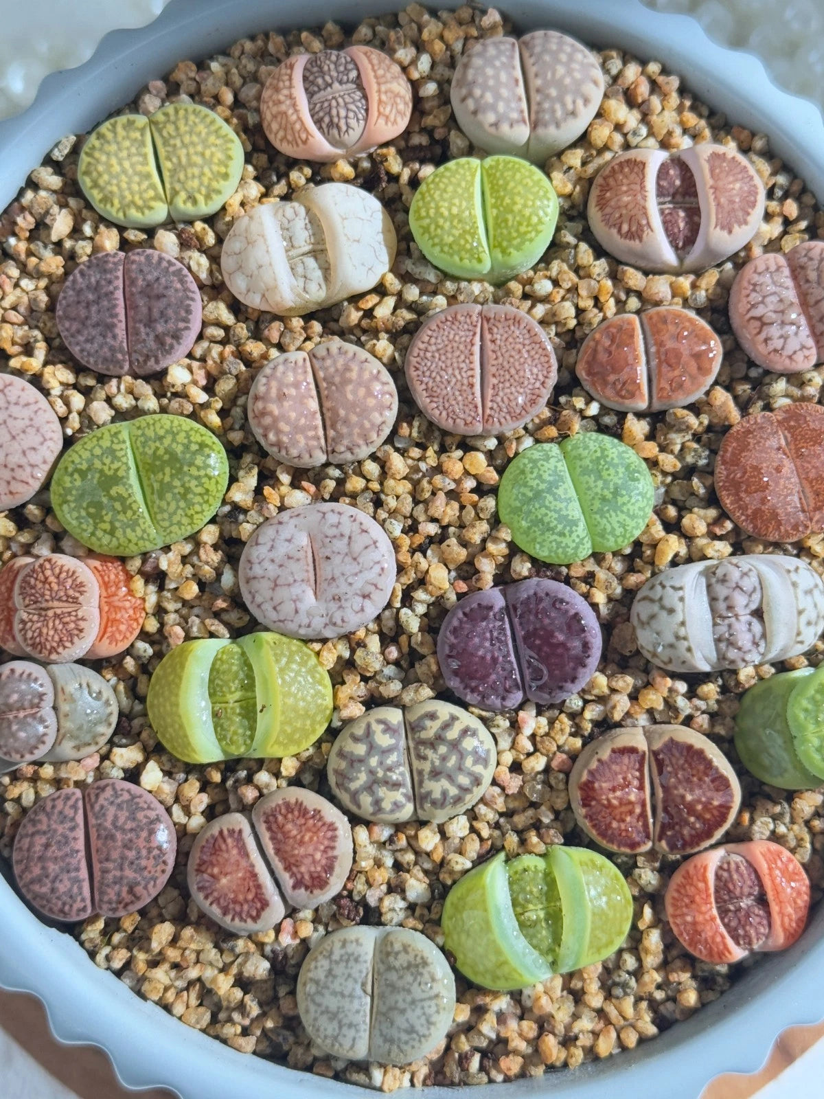 Live Lithops Succulents 10pc Assorted Bare Root Wedding Favors (0.6-0.8") - Unique Plants for Succulent Lovers