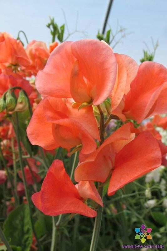 Maloy Sweet Pea Seeds - 50+ Pack for Garden Planting - Lathyrus odoratus - USA