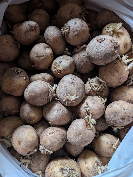 Kennebec Seed Potatoes 5 Medium Tubers White Organic Non-GMO Planting Bulbs