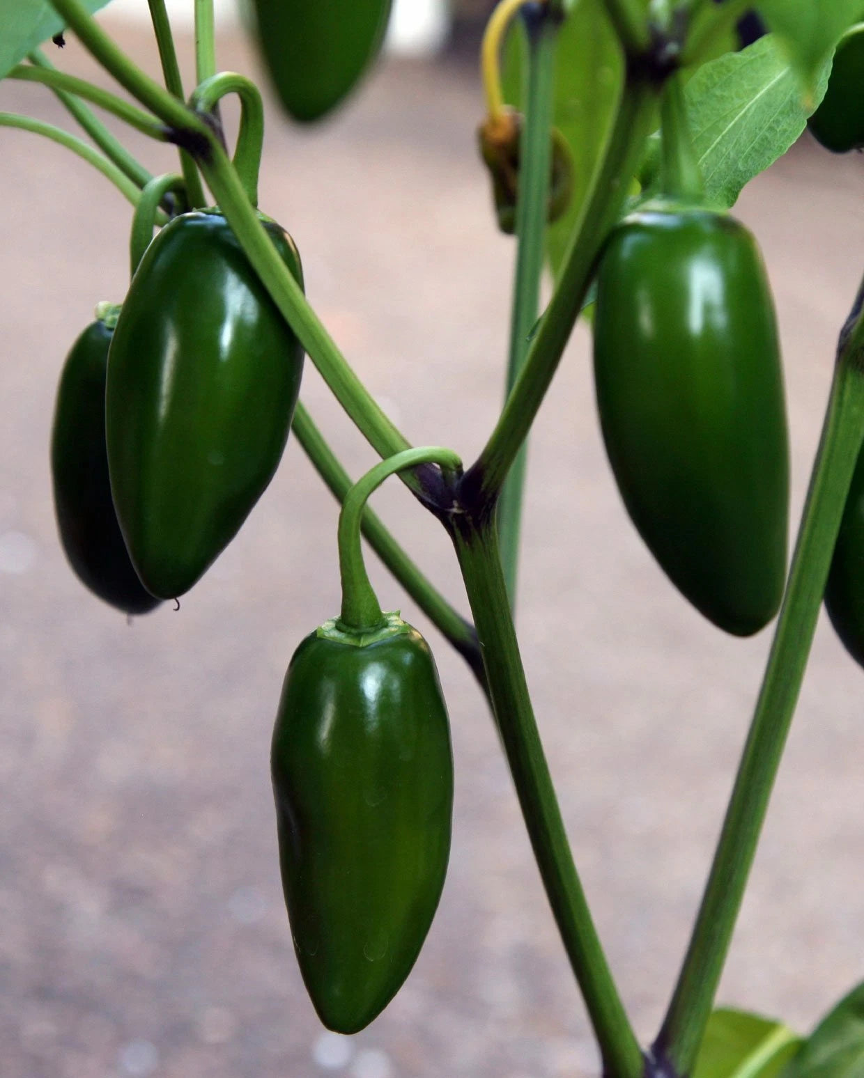 Jalapeno Pepper Live Starter Plants Set of 2, 4-6 Inches, Capsicum annuum, Fresh Unpotted for Optimal Growth