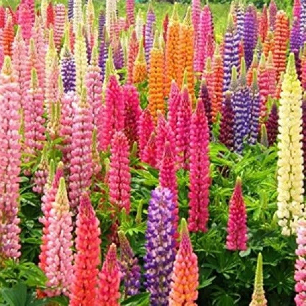 Rainbow Mix Lupine Seeds - 25 Perennial Flower Seeds - Colorful Blooming Flowers - Lupinus polyphyllus - US Seller