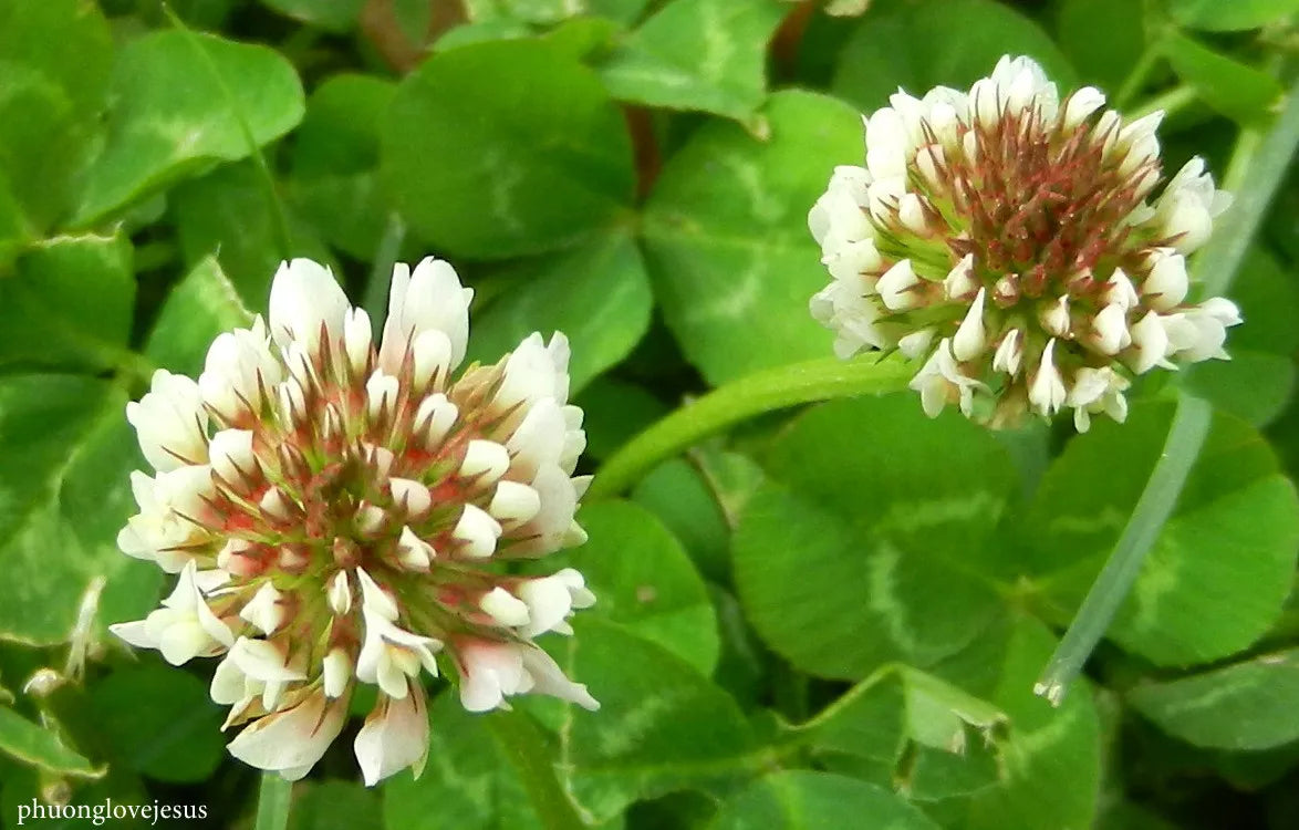 White Dutch Clover Seeds - Perennial Flower, 10356 Seeds - Trifolium repens - USA Shipping Available
