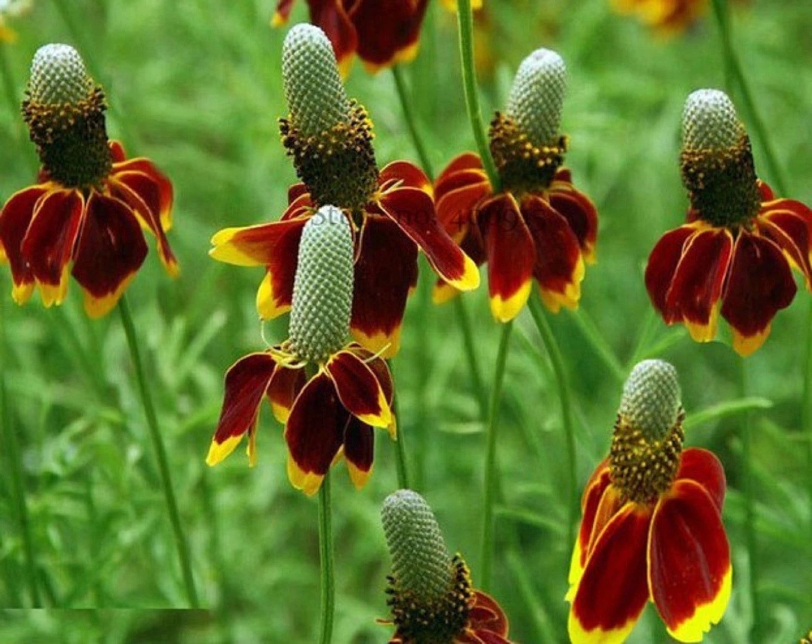 Mexican Hat Seeds 200 Count - Ratibida columnifera - Wildflower, Native Plant Seeds, Garden, Pollinator Friendly