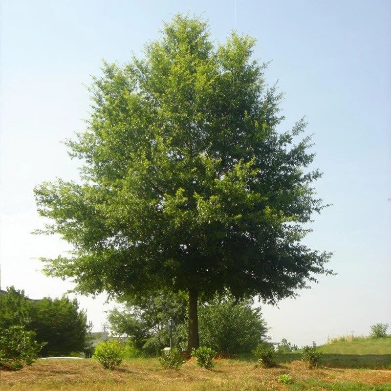 Live Willow Oak Tree 6" Well Rooted Plant, Quercus Phellos, Native Hardwood Tree for Landscaping