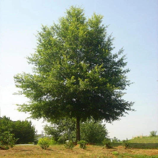 Live Willow Oak Tree 6" Well Rooted Plant, Quercus Phellos, Native Hardwood Tree for Landscaping