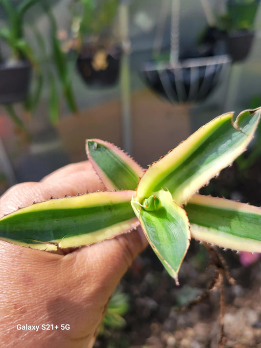 Agave Lophantha Quadricolor Variegated Rare Succulent Plant Cactus - Exotic Bare Root