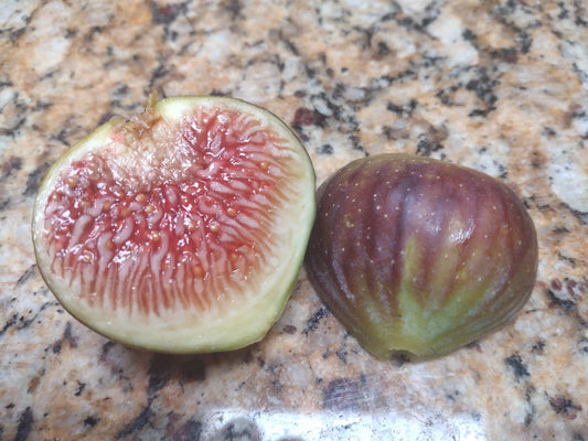 Alluaudia humbertii Rooted Cutting - Madagascar Succulent Plant, Unique Desert Flora
