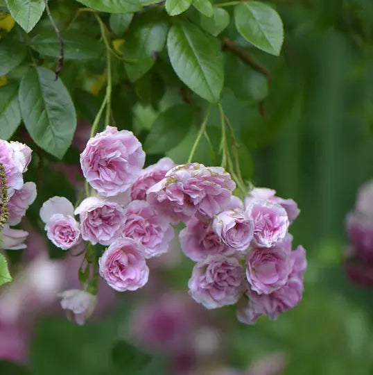 Heirloom Seven Sisters Pink Rose Bushes 3-6" Live Plants Climbing Multiflora Rosa Multiflora Fragrant Blooms