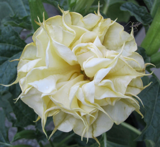 10 Double Lemon Rose Angel Trumpet Seeds | Brugmansia Datura | Flower Seeds | USA Grown