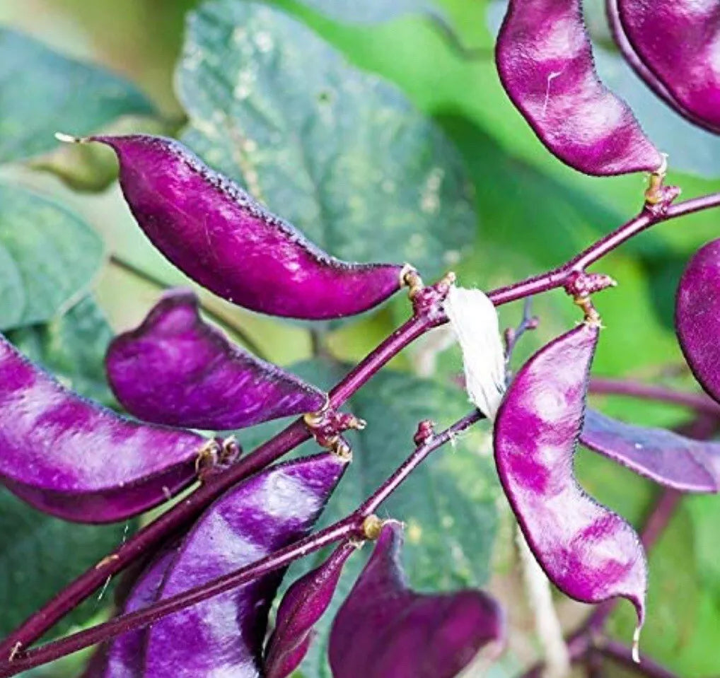Bataw Seeds - 10+ Purple Moon Hyacinth Bean Seeds - Lablab Purpureus - Edible & Ornamental Garden Plants