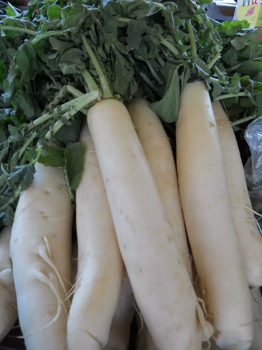 Daikon Radish Seeds - 50+ Pack - Japanese Minowase - Heirloom - Organic - Non-GMO