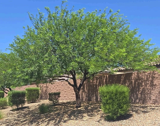 Hybrid Mesquite Tree Pods - 9 Fresh Seed Pods, Neltuma x, Drought-Resistant, Ideal for Landscaping and Restoration