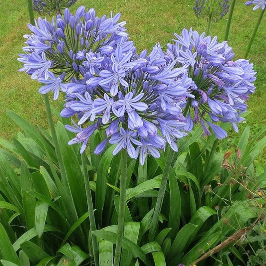 Agapanthus ‘Peter Pan’ Dwarf African Lily 3 Live Plants Blue Flowers Bulb Roots