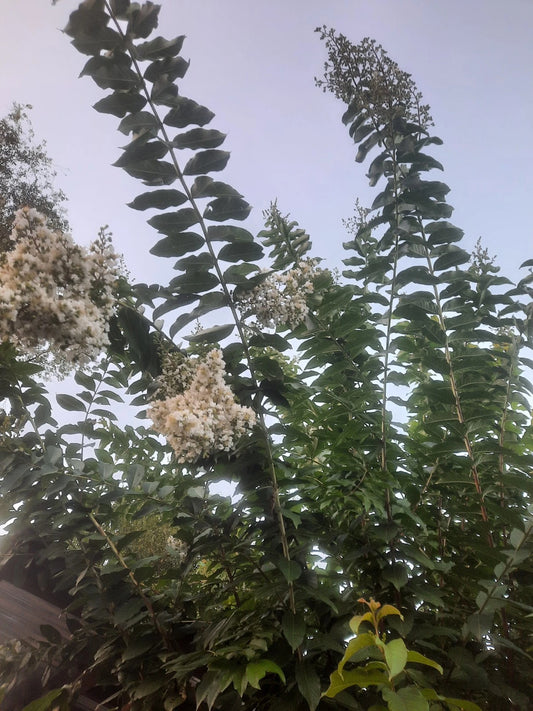 10 Super Rare Crape Myrtle Cuttings - 'Natchez' Rooting or Grafting - Lagerstroemia indica x fauriei