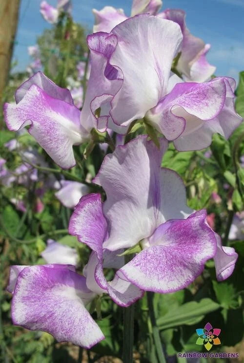 50+ Sir Jimmy Shand Sweet Pea Seeds - Heirloom Garden Seeds for Planting - Lathyrus odoratus - USA Free Shipping