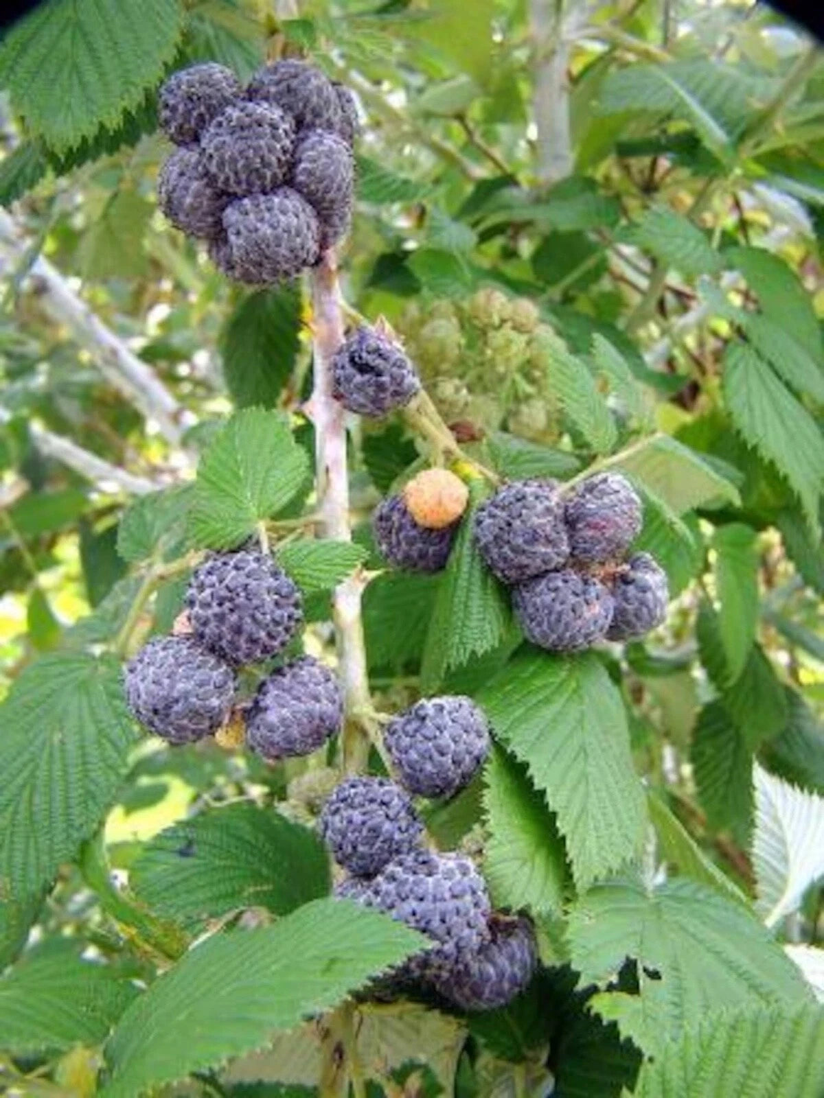 Black Raspberry Plant Bare Root Starter 4-10" Mysore Rubus Niveus Edible Fruit Plant USDA Zones 9-11