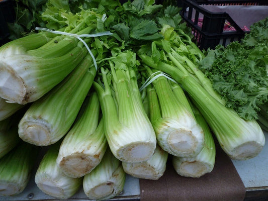 Celery Seeds - 2500 Count - Tall Utah Variety - Apium graveolens