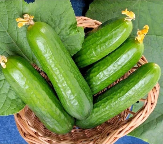 25+ Organic Heirloom Muncher Cucumber Seeds - Non-GMO, Fresh, High-Quality Gardening Seeds - Cucumis sativus