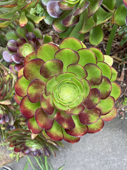 Big Rose Aeonium Cuttings - 6-8" Wide - Red Tip Variety - Succulent Plant Cuttings (Aeonium 'Big Rose')