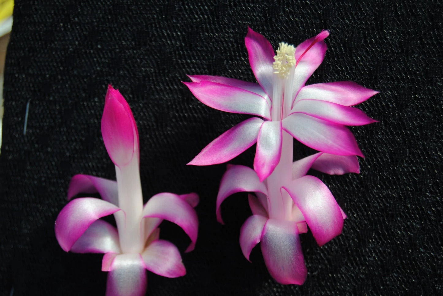 Christmas Cactus Starter Plant - Proud Mary - Schlumbergera Truncata - Healthy Well-Rooted Plant for Home Decor or Gifting