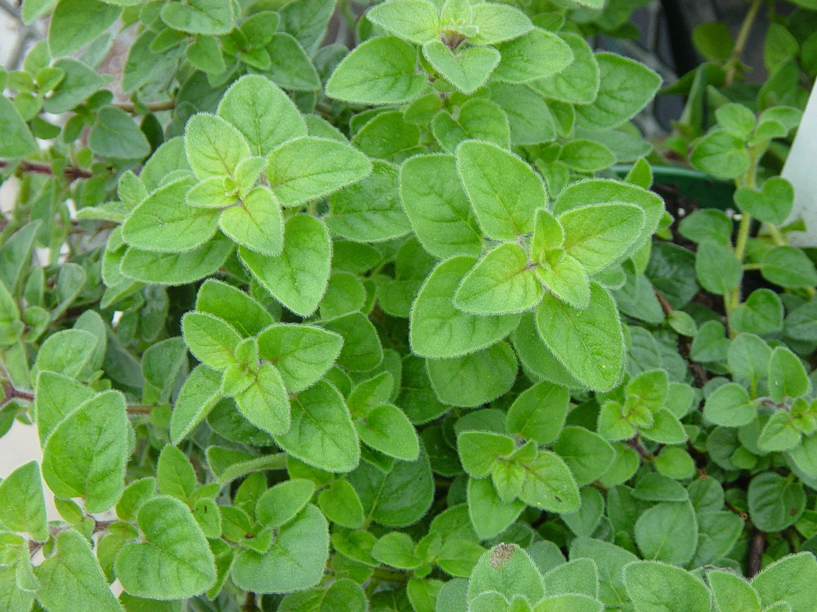 Italian Oregano Herb Seeds - 1000+ Fresh Seeds for Planting (Origanum vulgare)