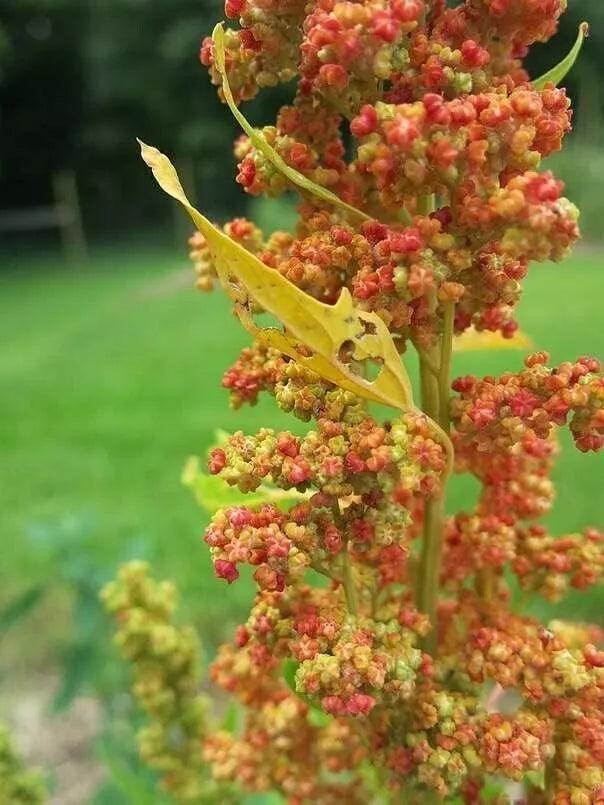 Lambsquarters Seeds for Planting - 100 Seeds - Chenopodium Album - Organic Edible Greens