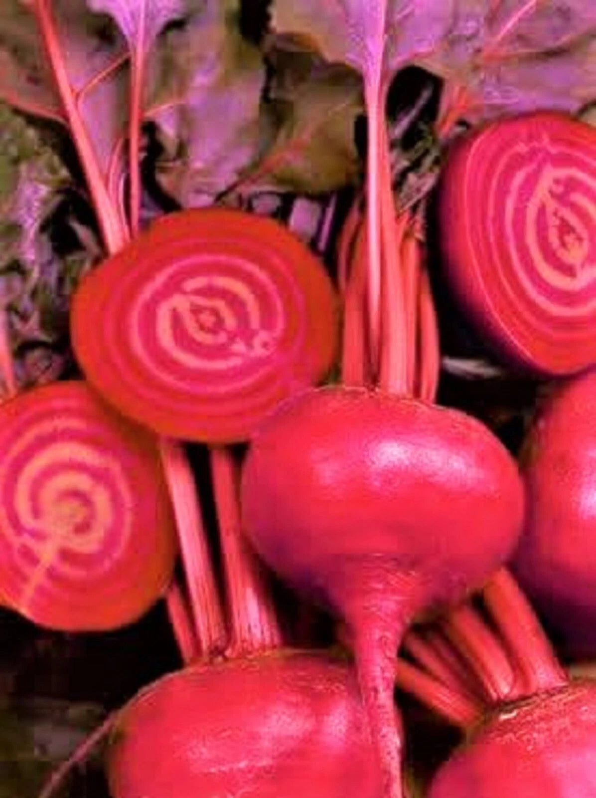 Bulls Blood Beet Seeds 100+ Non-GMO - Heirloom Vegetable Seeds for Organic Gardening (Beta vulgaris)