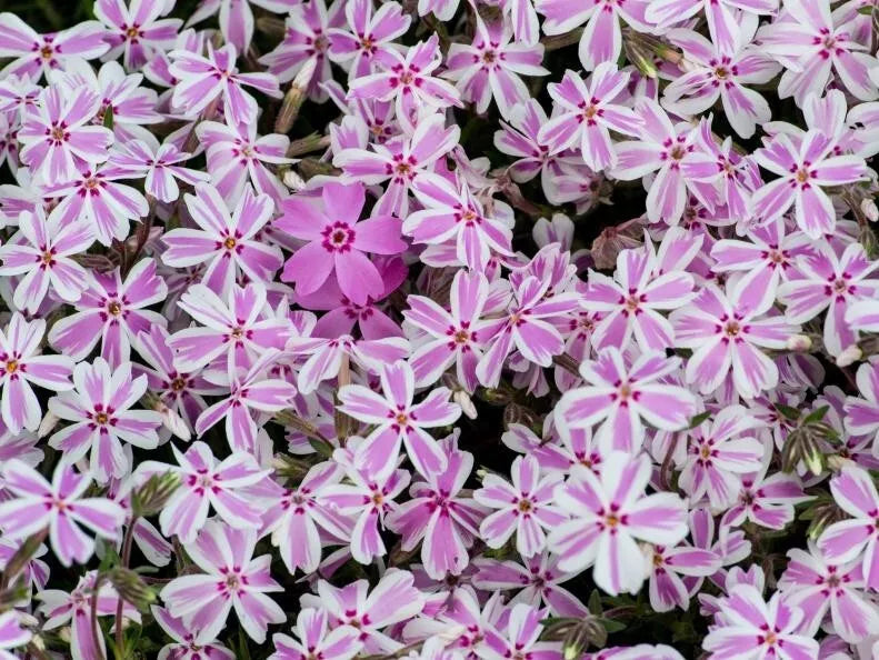 Candy Stripe Phlox Seeds - 100+ Pack for Garden Planting - Phlox drummondii - USA - Free Shipping