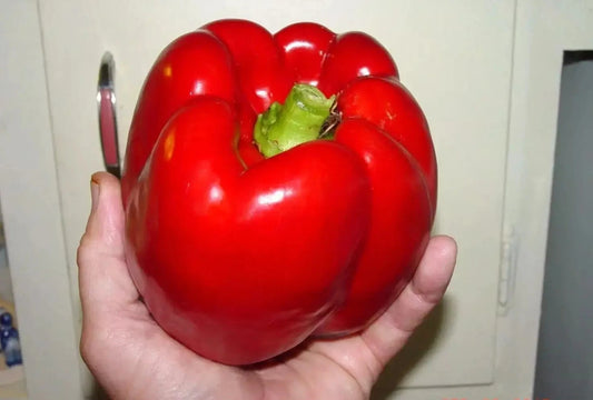 Giant Red Bell Pepper Seeds - Organic Heirloom Non-GMO - Sweet Variety - Capsicum annuum