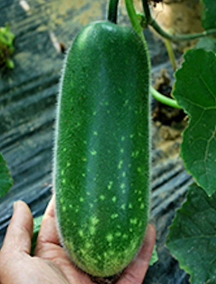 Hybrid Seeds - 10 Fong Show Fuzzy Gourd, Mao Gua Mokwa Non-GMO Heirloom, USA