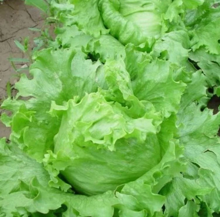 Iceberg Lettuce Seeds - 1000+ Bulk Crisphead Romaine Seeds - Lactuca sativa - USA Grown