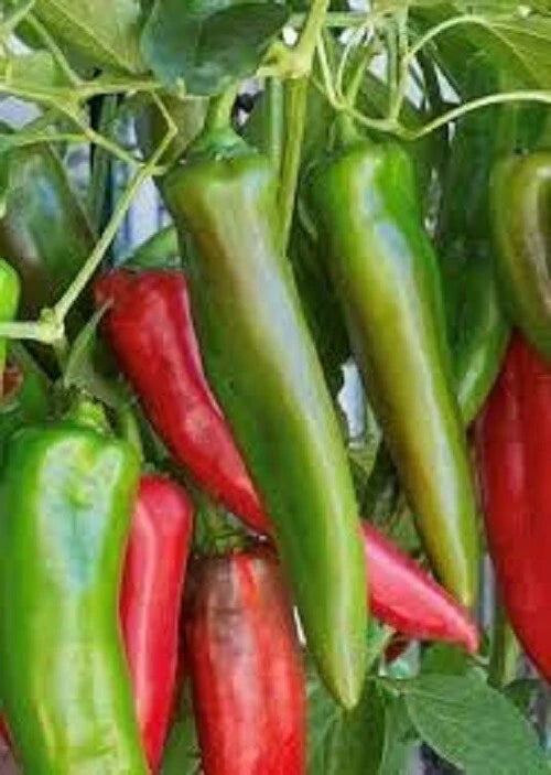Anaheim Hot Pepper Seeds - 500 to 2500 Scoville Heat Units - Premium Variety for Culinary Uses - Capsicum annuum