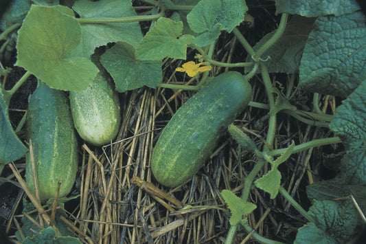 Bush Cucumber Seeds - Short Growing Season - Container Variety - Cucumis sativus