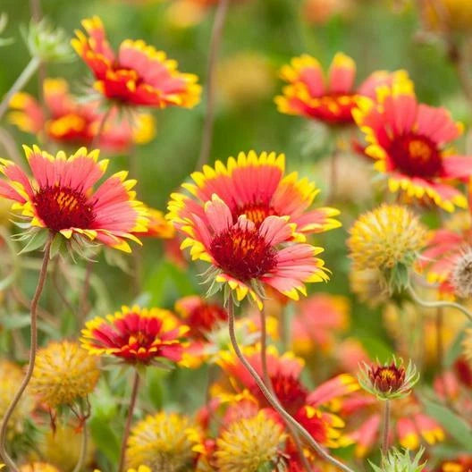 Blanket Flower Seeds - Indian Blanket - Heirloom Non-GMO - 200 Seeds - Gaillardia pulchella