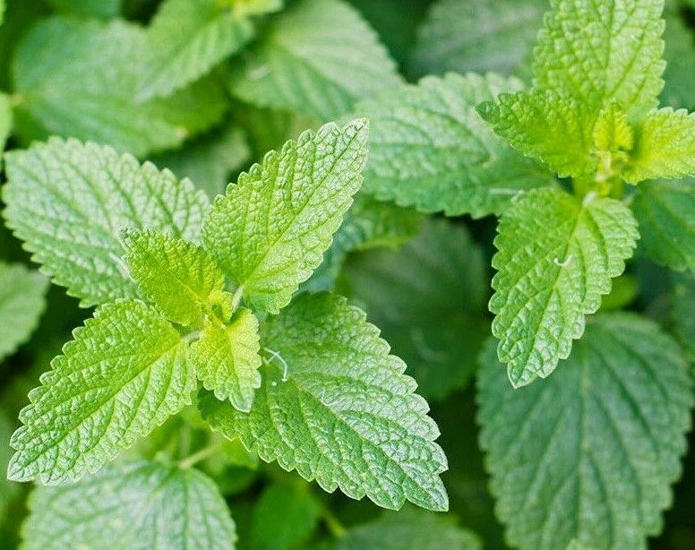 Catnip Seeds 1000+ Perennial Herb for Garden - Common Catnip (Nepeta cataria) - Kitty Meow