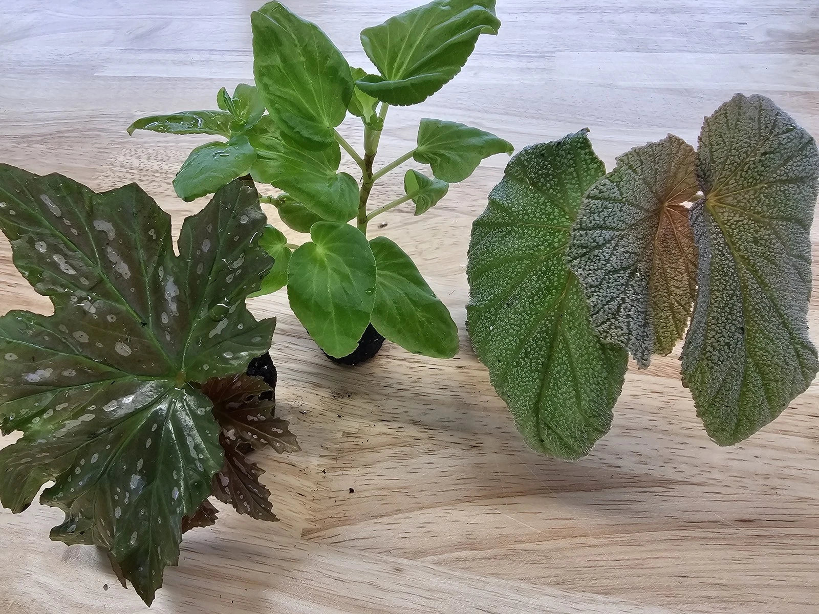 Angel Wing Begonia Starter Plant Bundle - Assorted Varieties - Ideal House Plants for Indoor Gardening