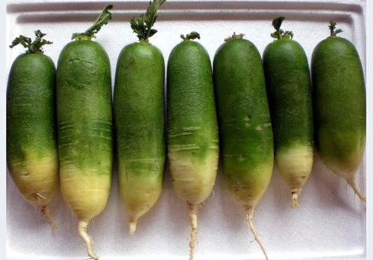 Green Radish Seeds - Chinese Green Luobo 2g Packet - Approx. 150 Seeds - Brassica Rapa Var.